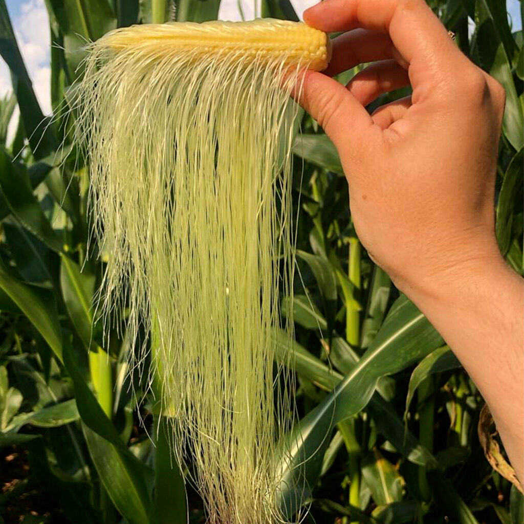 milho biovittia