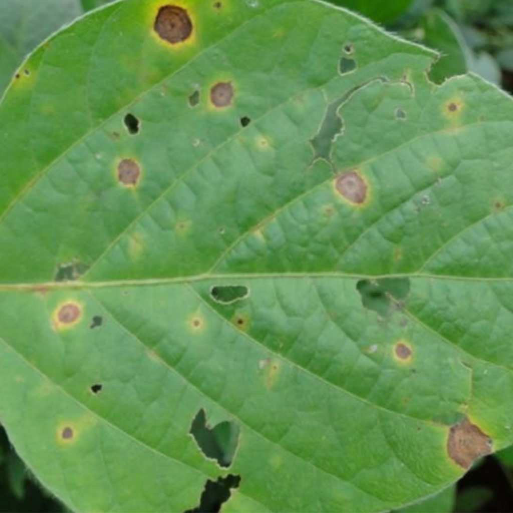 mancha-alvo doença foliar na soja