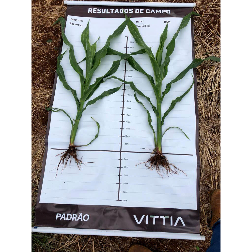 Padrão Fazenda vs. Milho 100% BioVittia em Bom Sucesso (PR).