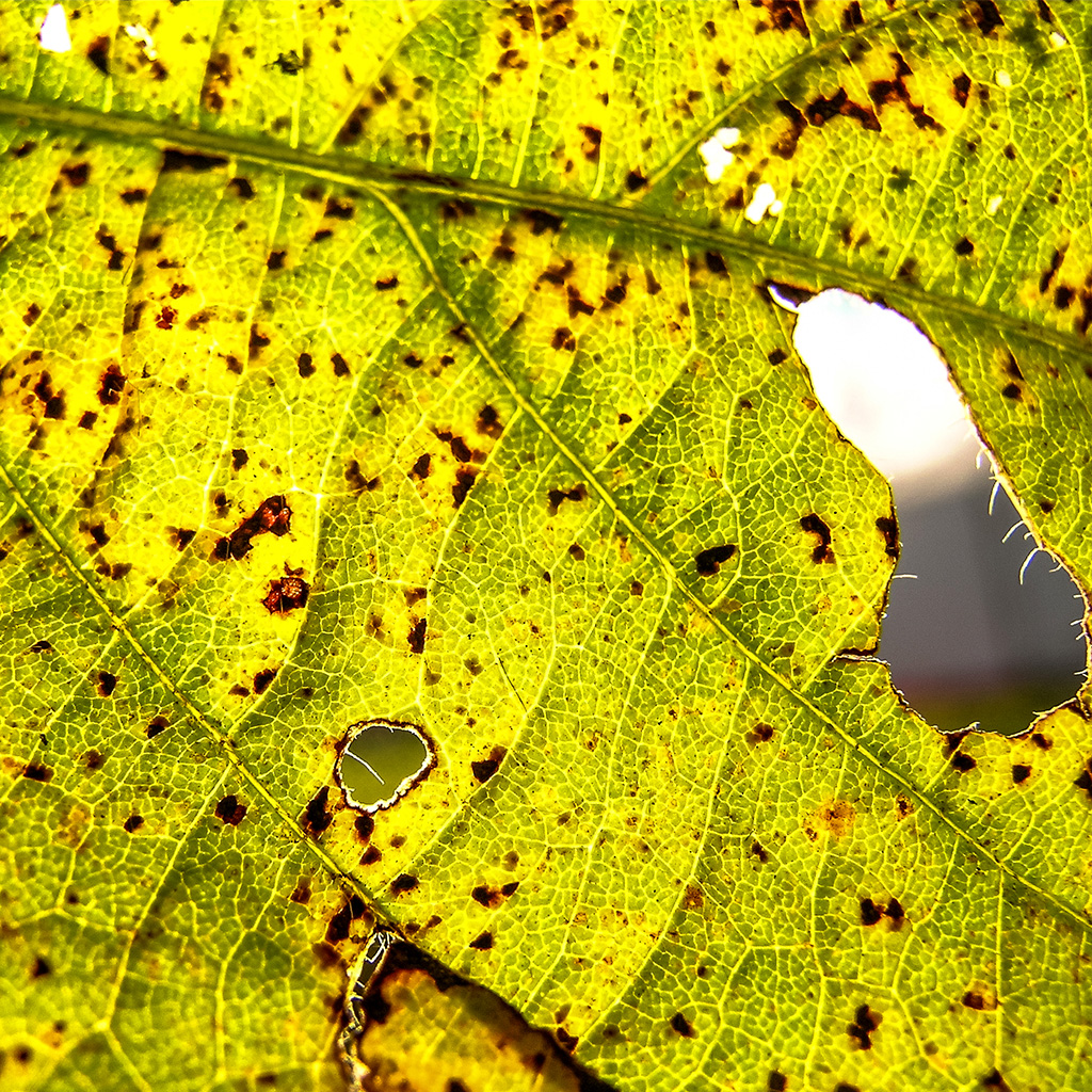ferrugem asiática doença foliar na soja
