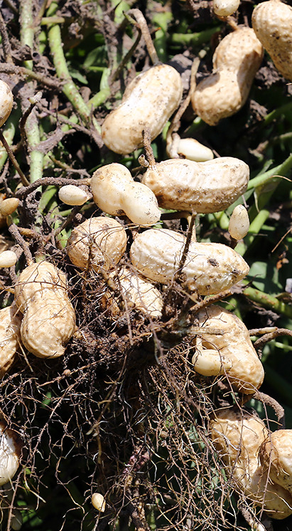 Plantações de amendoim em solo fértil, destacando o uso de bioinsumos Vittia para produtividade e sanidade da cultura.