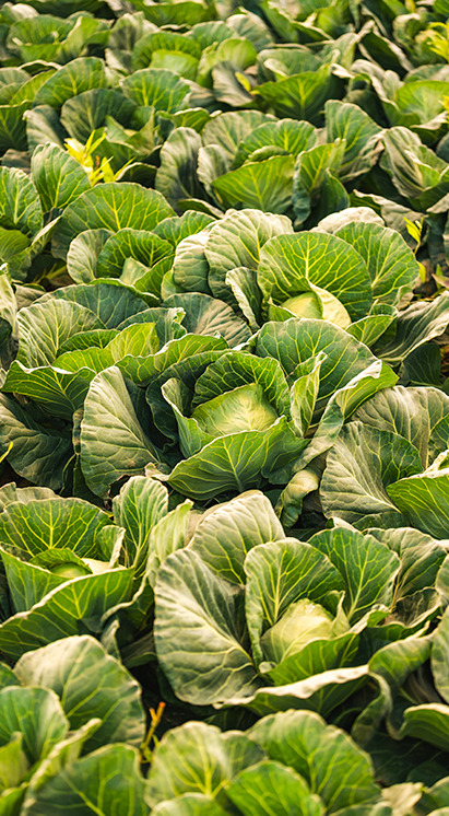 Cultivo de brássicas, como couve e brócolis, evidenciando o uso de bioinsumos Vittia para controle natural de pragas e doenças.