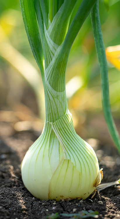 Cebolas cultivadas em solo fértil, ilustrando o uso de bioinsumos Vittia para nutrição e defesa das plantas.