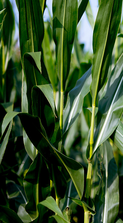 Espigas de milho em lavoura saudável, representando a cultura do milho e o uso de bioinsumos Vittia para controle de pragas.